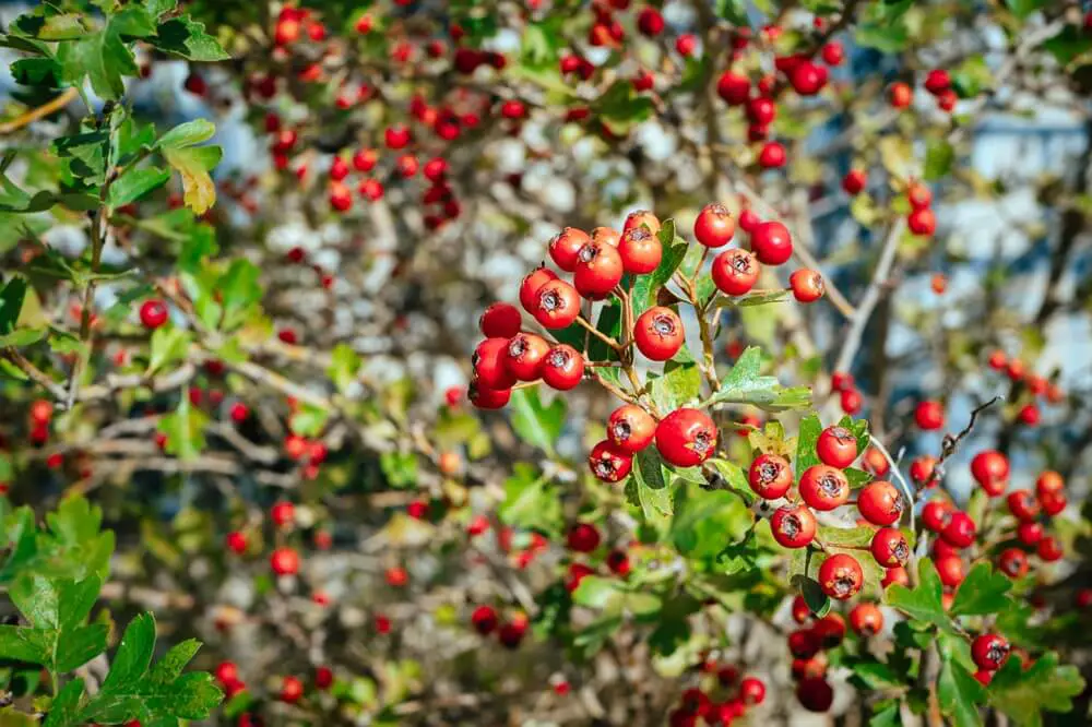 Hawthorn Berries