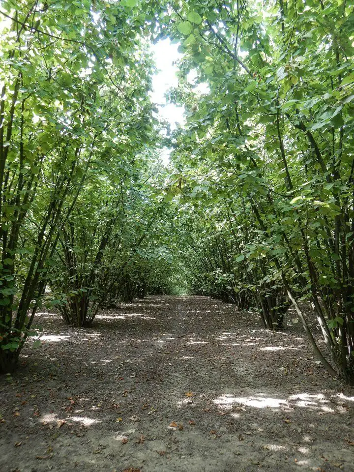 Hazelnut Trees in Field