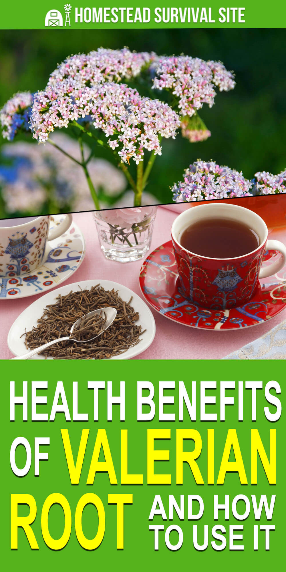 Health Benefits of Valerian Root and How to Use It