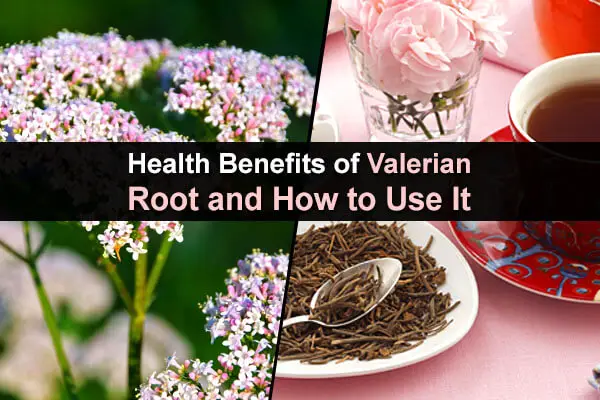 Health Benefits of Valerian Root and How to Use It