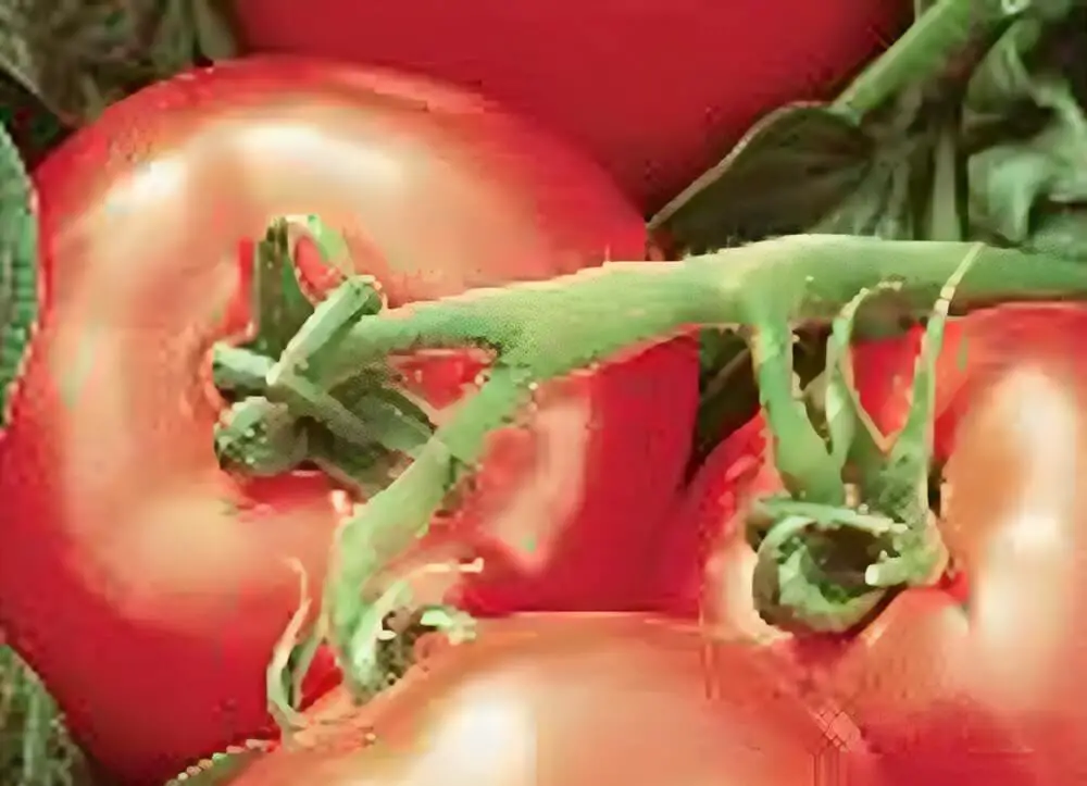 Heatwave II Tomatoes