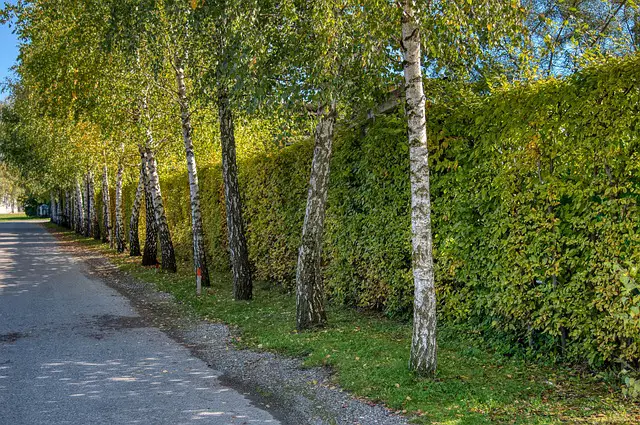 Hedge by a Road