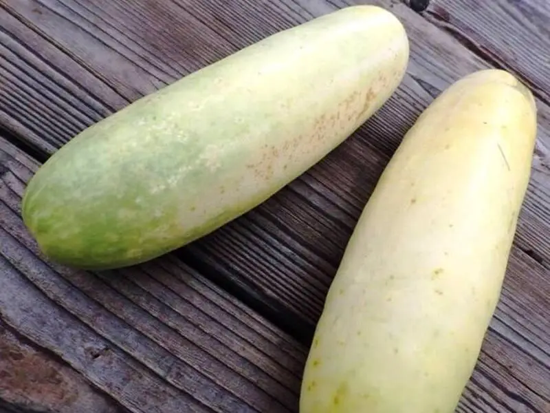 Heirloom Cucumbers