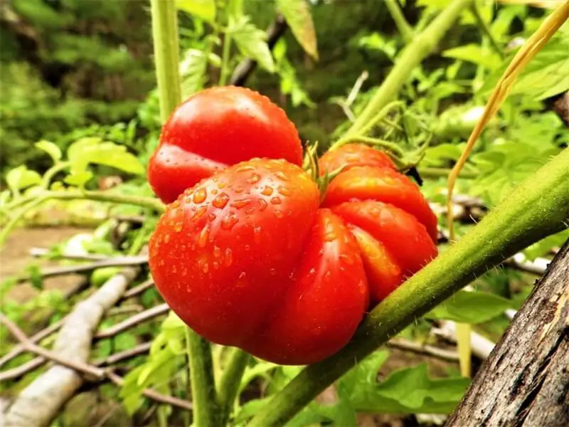 Heirloom Tomato