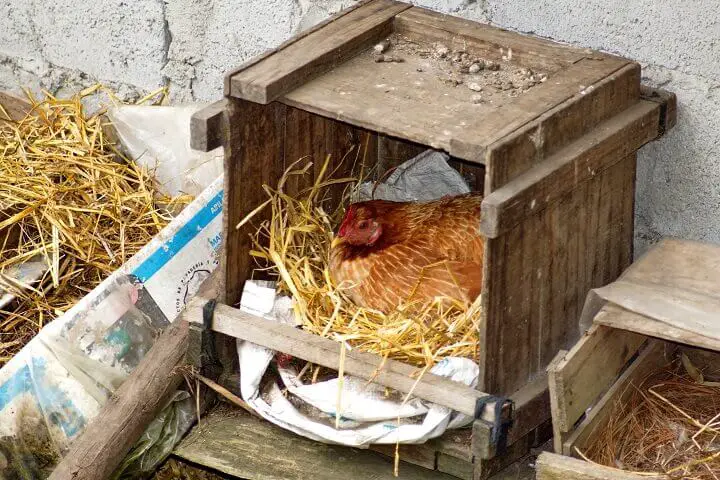Hen in a Nesting Box