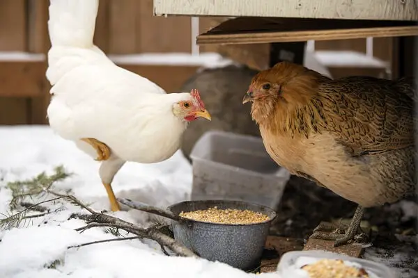 Hens Eating Food