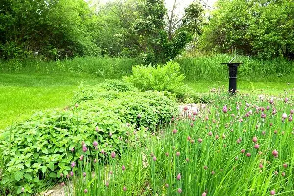 Herb Garden | 7 Perennial Herbs 