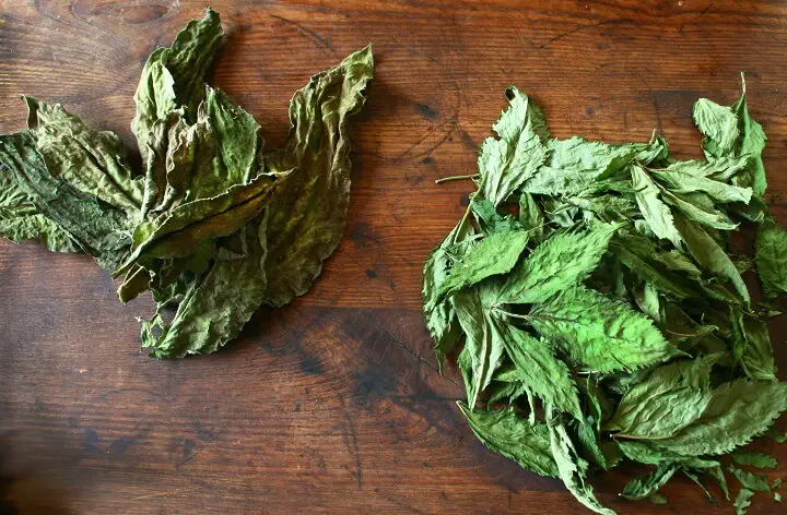 Herb Leaves On Table