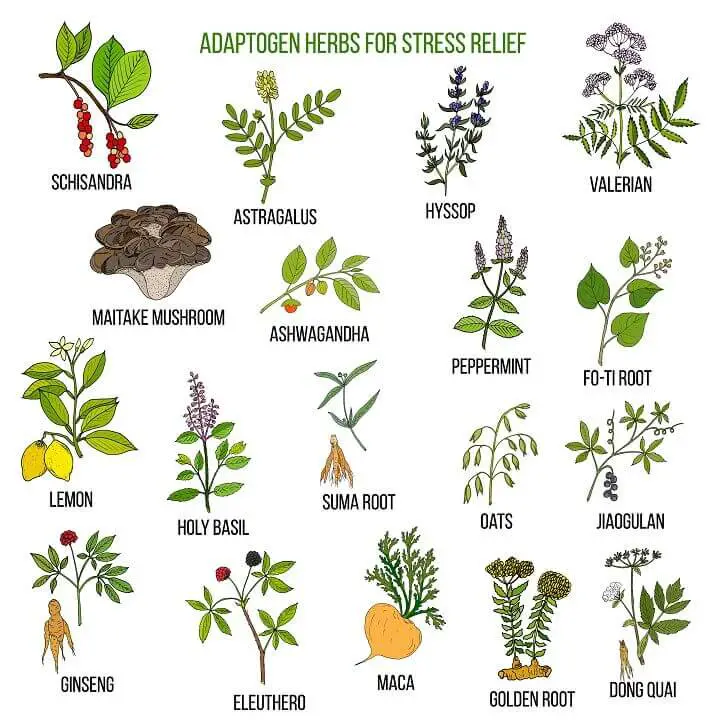 Herbs for Stress Relief