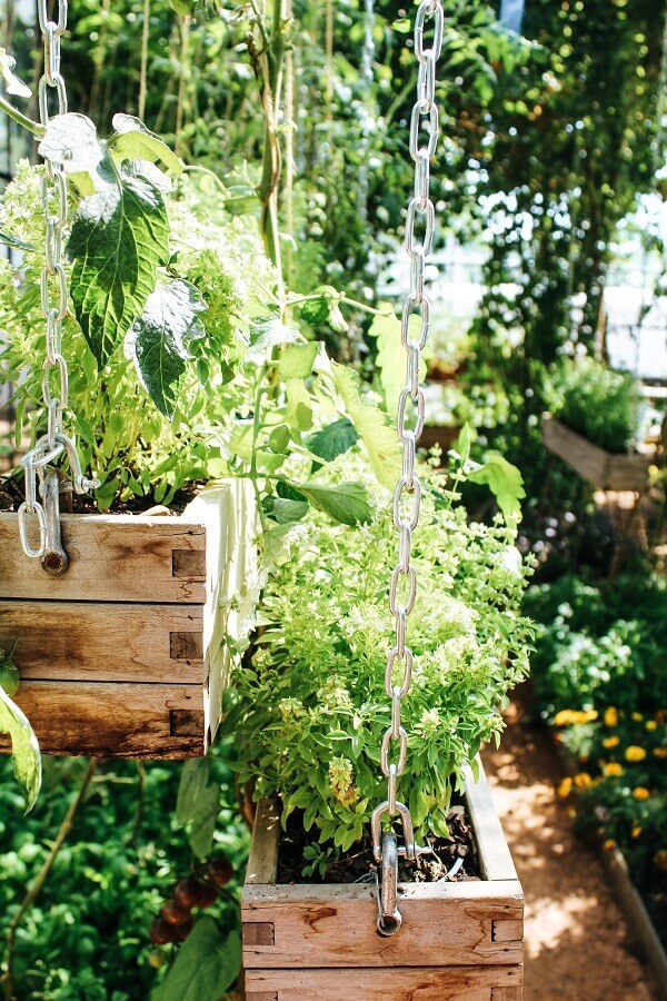 Herbs in Hanging Planters