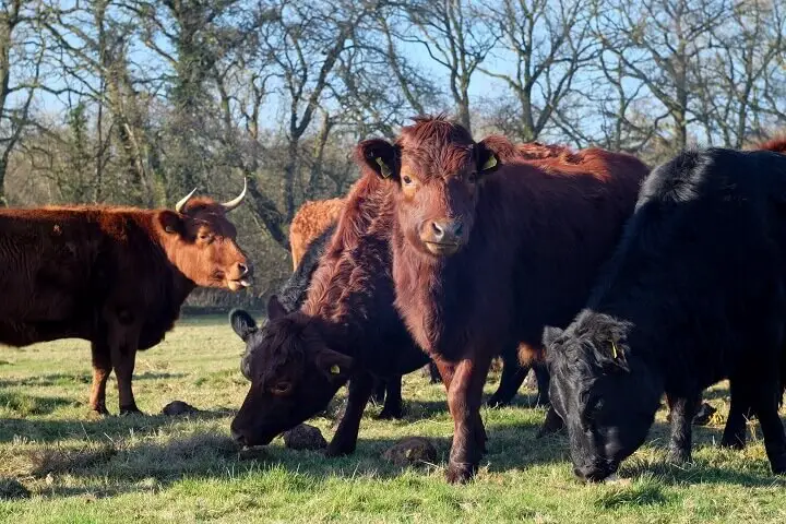 Herd of Dexter Cows