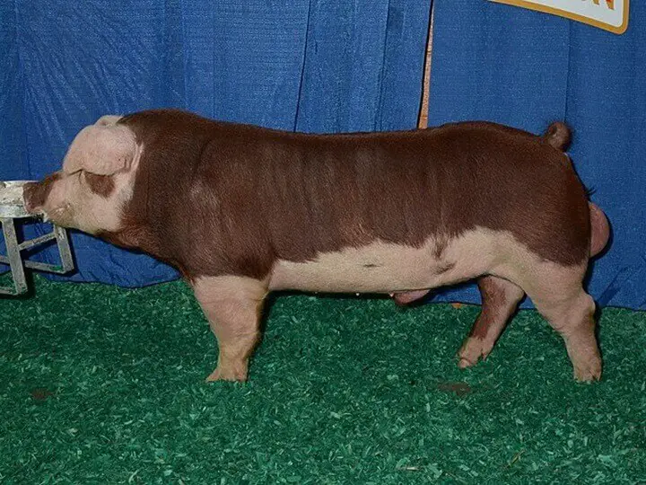 Hereford Pig Breed