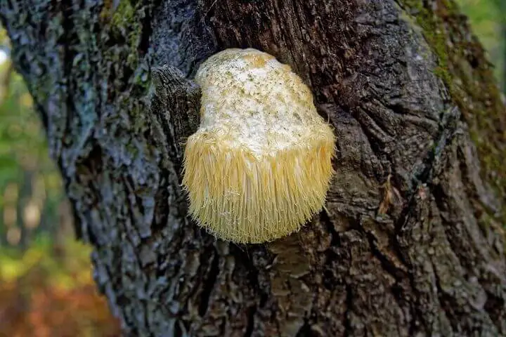 Hericium Erinaceus on Tree