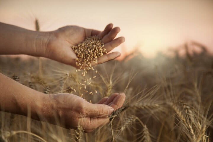 Holding Wheat Berries in Wheat Field