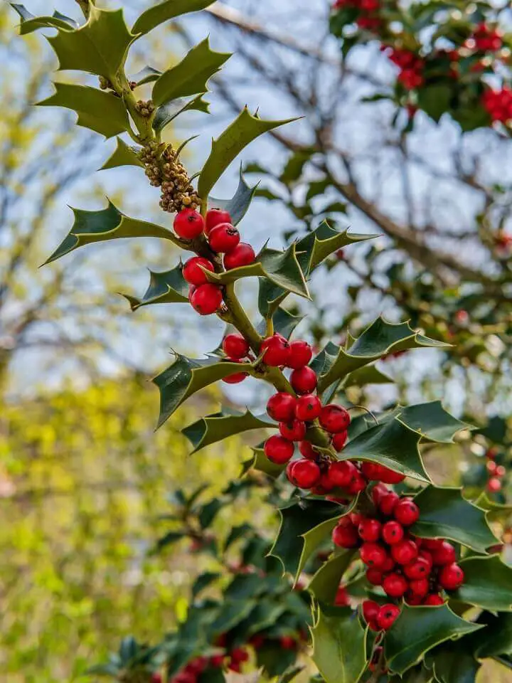Holly Tree Berries