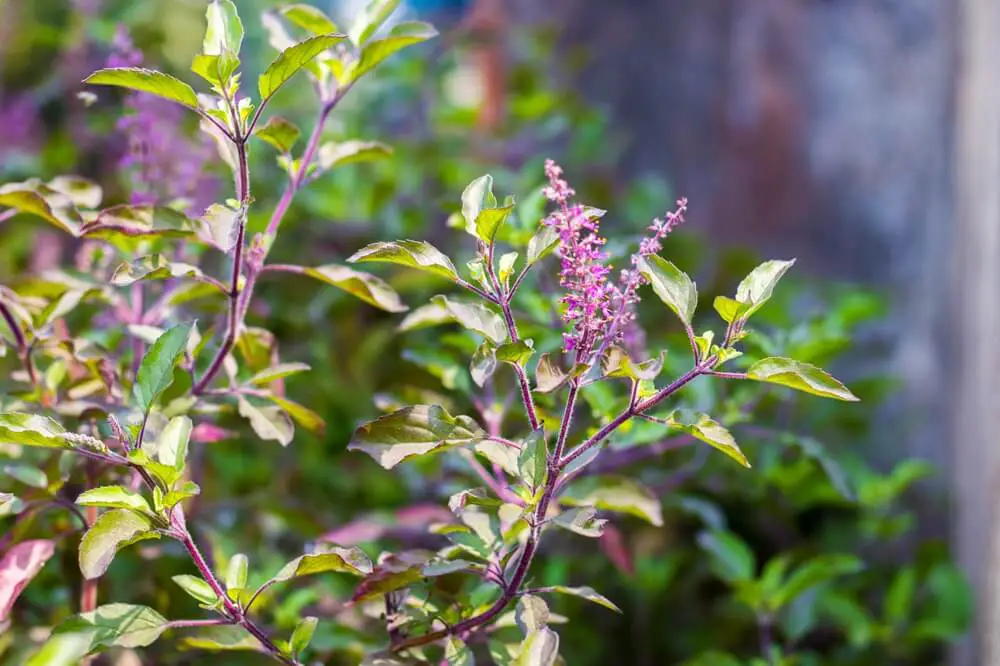 Holy Basil Tree Up Close