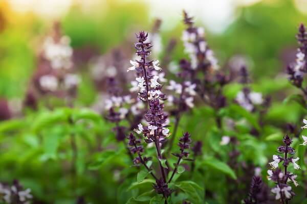 Holy Basil With Flowers