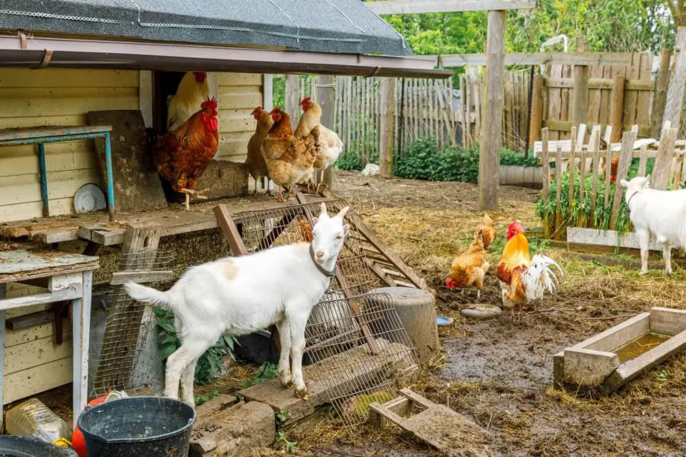 Homestead Animals