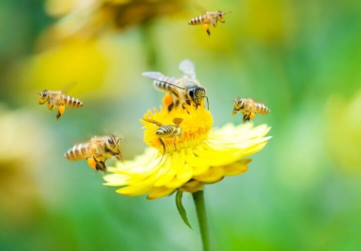Homestead Bees on Flower