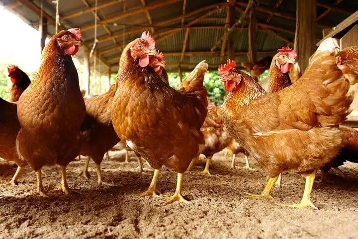 Homestead Chickens in Barn