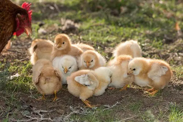 Homestead Chicks