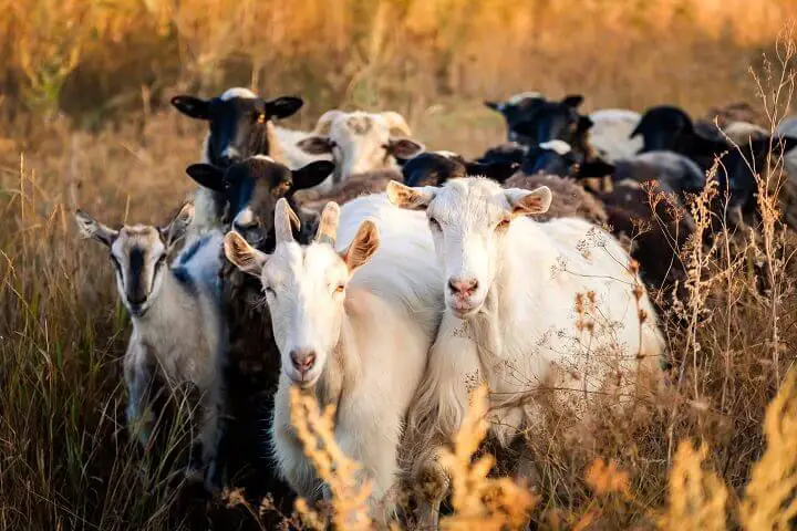 Homestead Goats Outside