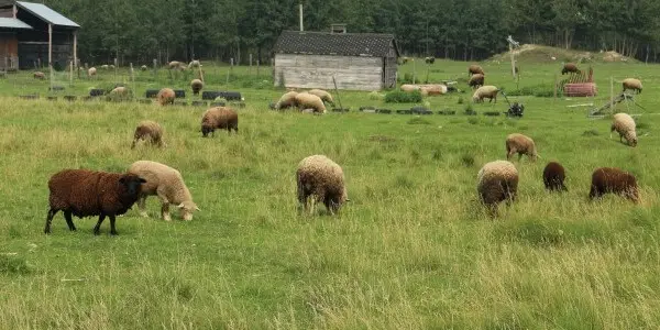 Homestead Livestock