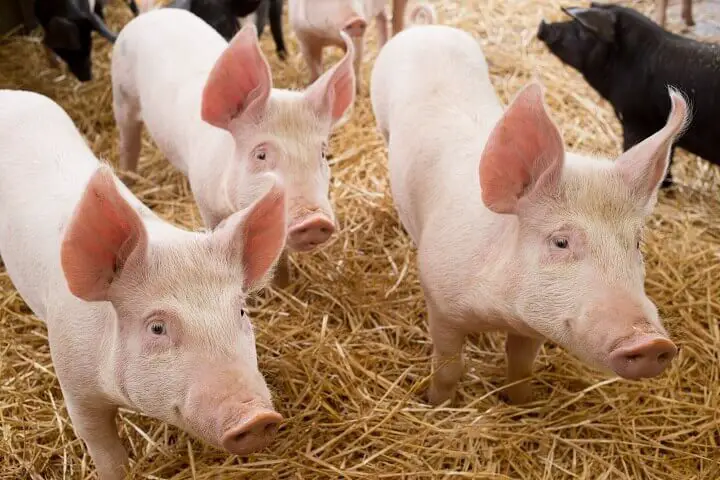 Homestead Pigs in Hay