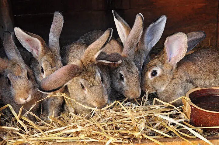 Homestead Rabbits Eating