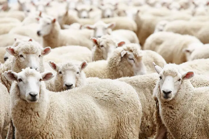 Homestead Sheep Herd