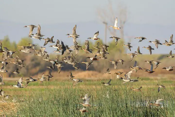 Homestead Waterfowl Ducks