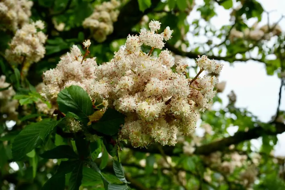 Horse Chestnut