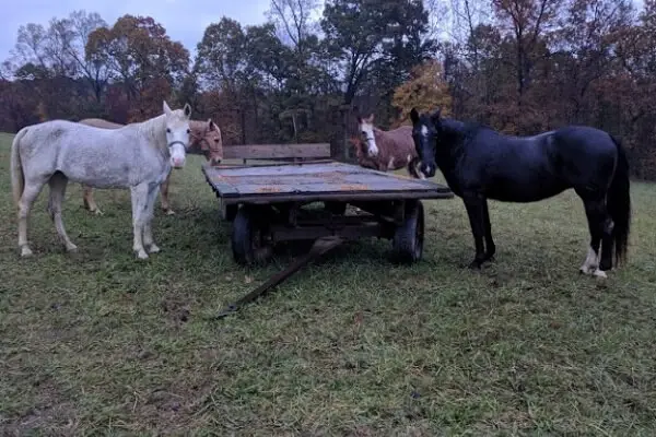 Horses in a Pasture | How to Buy Your Dream Homestead