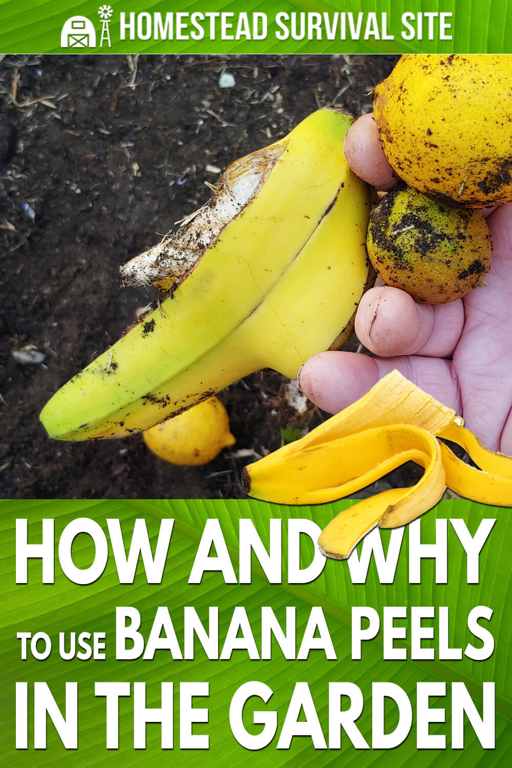 How and Why to Use Banana Peels in the Garden