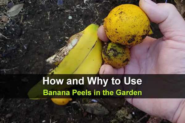 How and Why to Use Banana Peels in the Garden