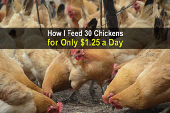 How I Feed 30 Chickens For Only $1.25 a Day