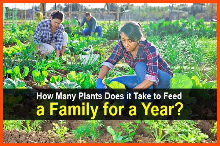 How Many Plants Does It Take to Feed a Family for a Year?