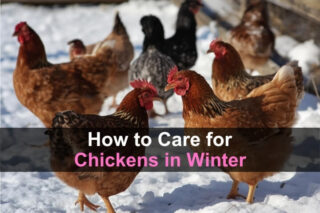 How to Care for Chickens in the Winter