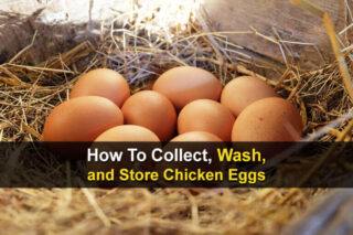 How To Collect, Wash, and Store Chicken Eggs