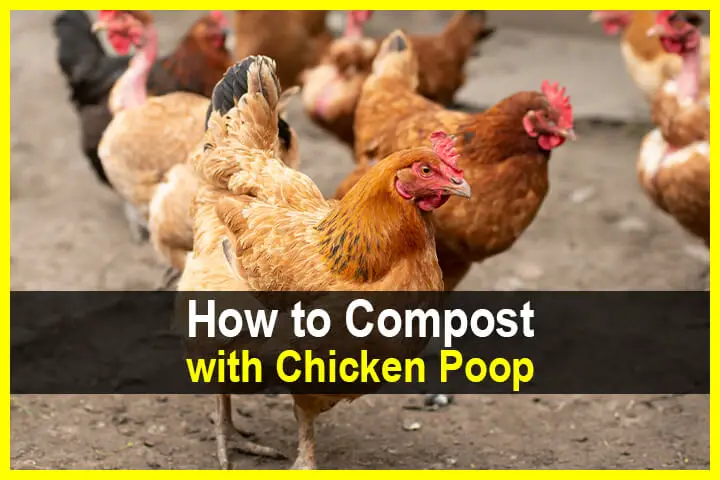 How to Compost With Chicken Poop