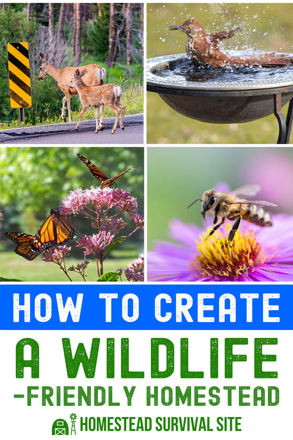 How to Create a Wildlife-Friendly Homestead