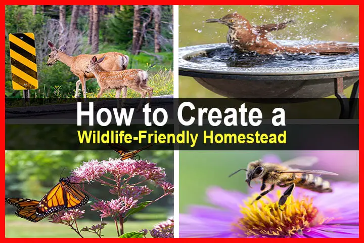 How to Create a Wildlife-Friendly Homestead