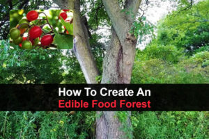 How To Create An Edible Food Forest