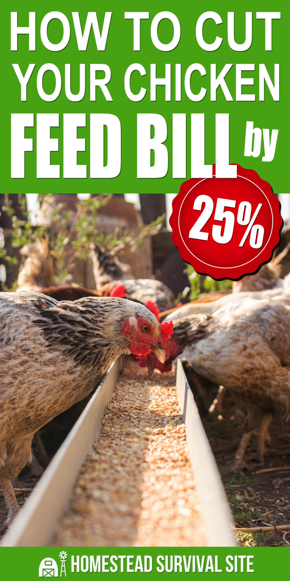 How to Cut Your Chicken Feed Bill by 25%