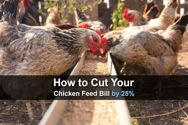How to Cut Your Chicken Feed Bill by 25%
