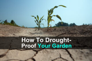 How to Drought-Proof Your Garden