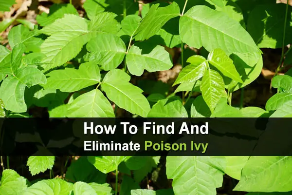 How To Find And Eliminate Poison Ivy