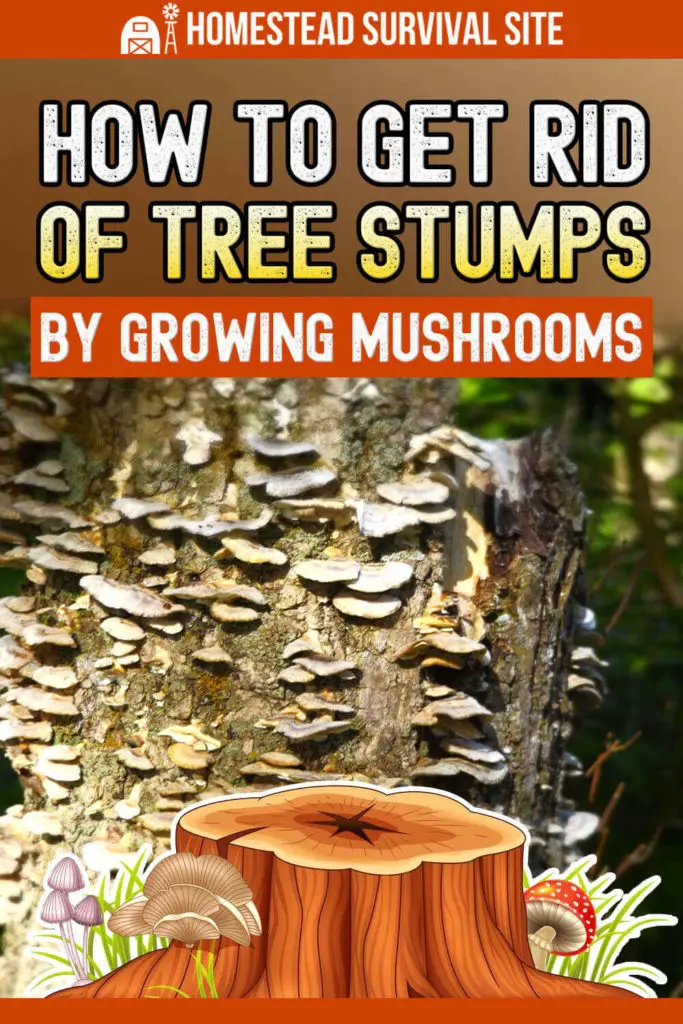How to Get Rid of Tree Stumps By Growing Mushrooms
