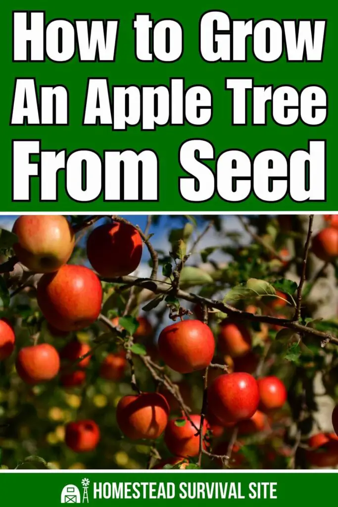 How to Grow an Apple Tree from Seed