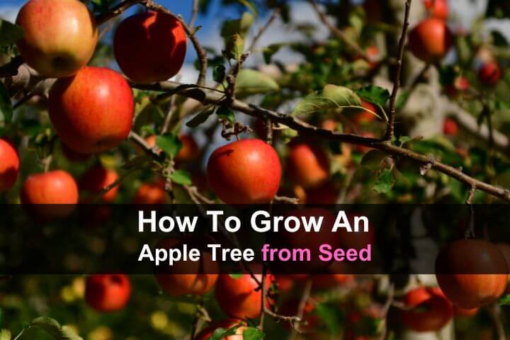 How to Grow an Apple Tree from Seed